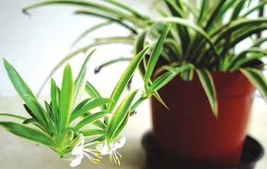 竹炭除甲醛最好方法,竹炭除甲醛最好最快的方法