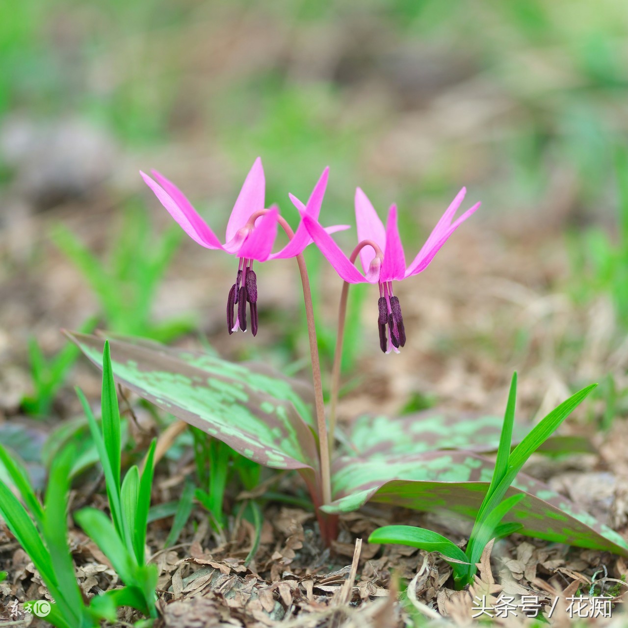 比蝴蝶兰好养活的花,跟蝴蝶兰一样能长期开的花有哪些