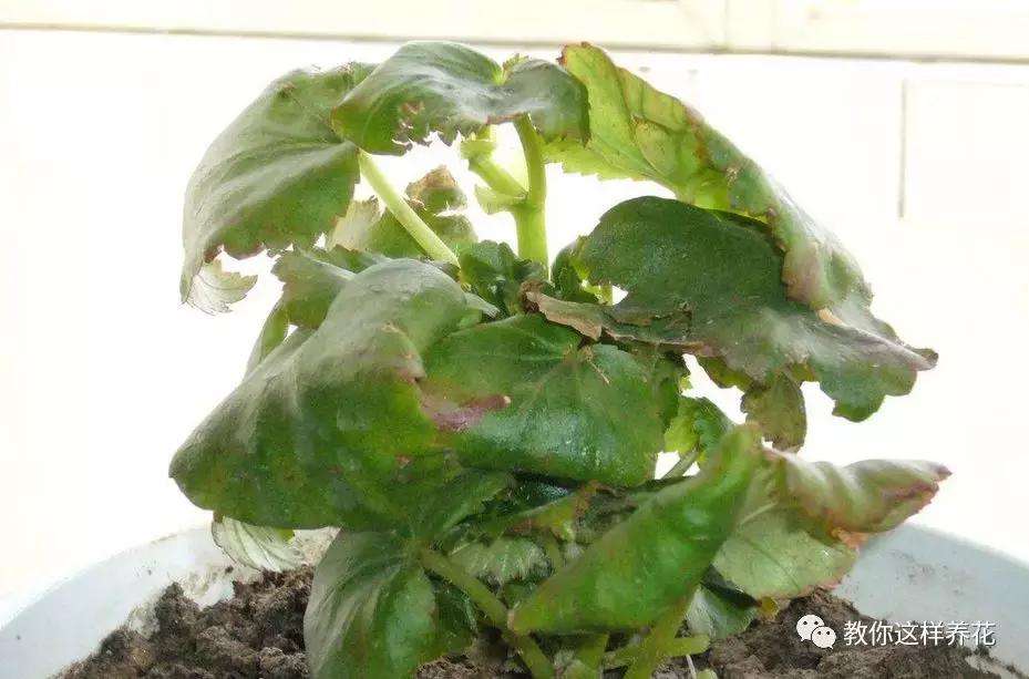 家里种的花卉都黄叶了怎么办,花卉绿叶萎蔫是啥原因如何救