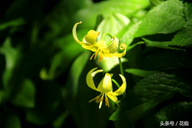 比蝴蝶兰好看好养的花,比蝴蝶兰好养的花