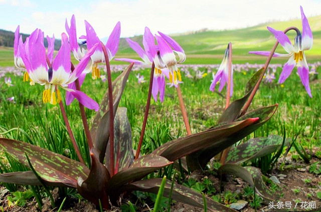 被叫猪牙花,花开却美过蝴蝶兰,而且至少活10年以上!