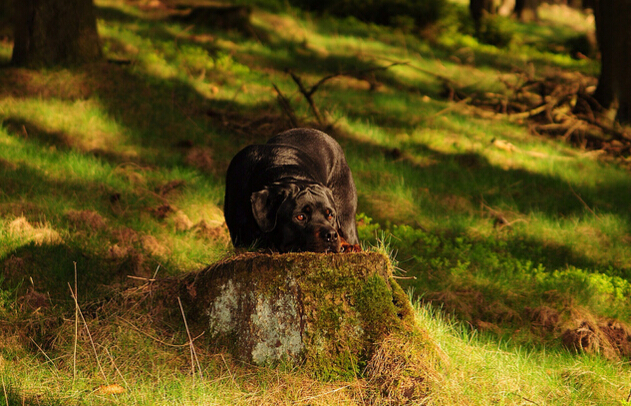 犬种百科之德国牧羊犬,犬百科大全