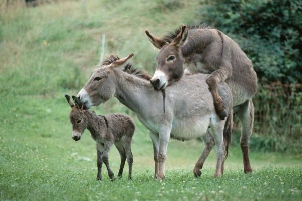 河间的特色小吃,河间最正宗的小吃