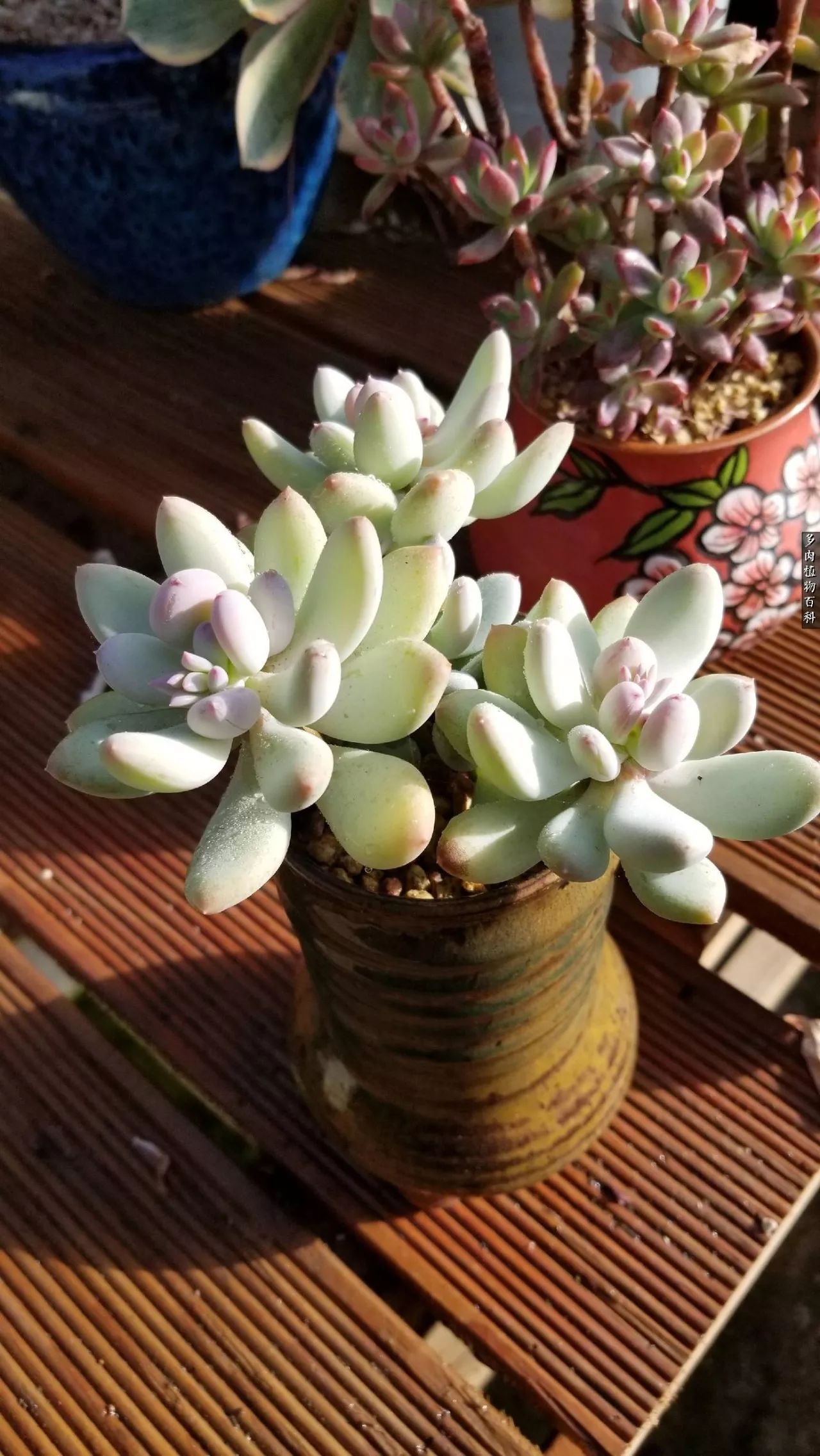 什么元素可以促进多肉生长,多肉修根喷除菌药