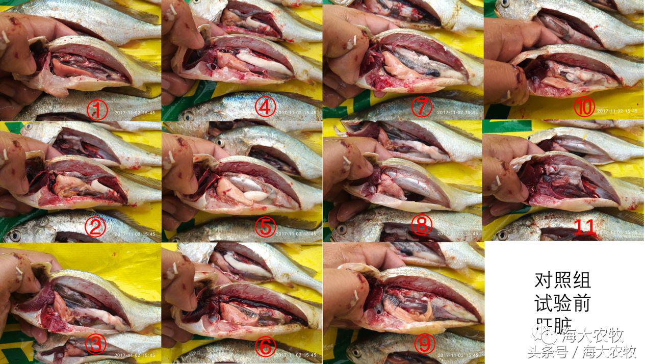 宁德大黄鱼白鳃病,大头鱼白嘴病怎么治疗最好