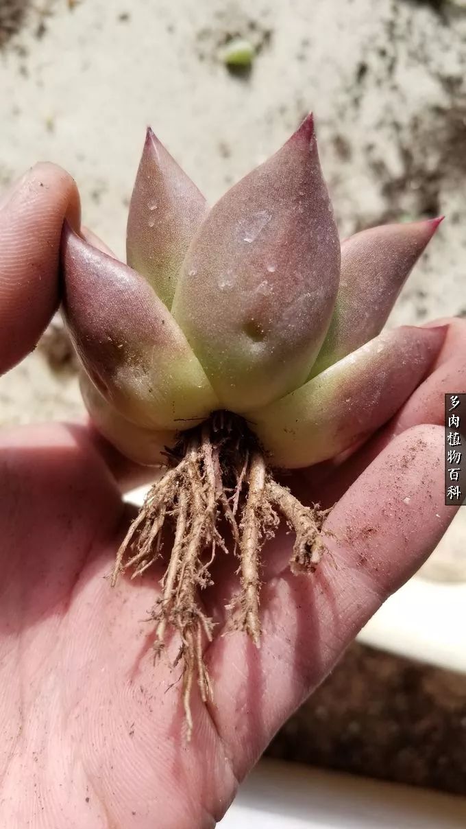 什么元素可以促进多肉生长,多肉修根喷除菌药