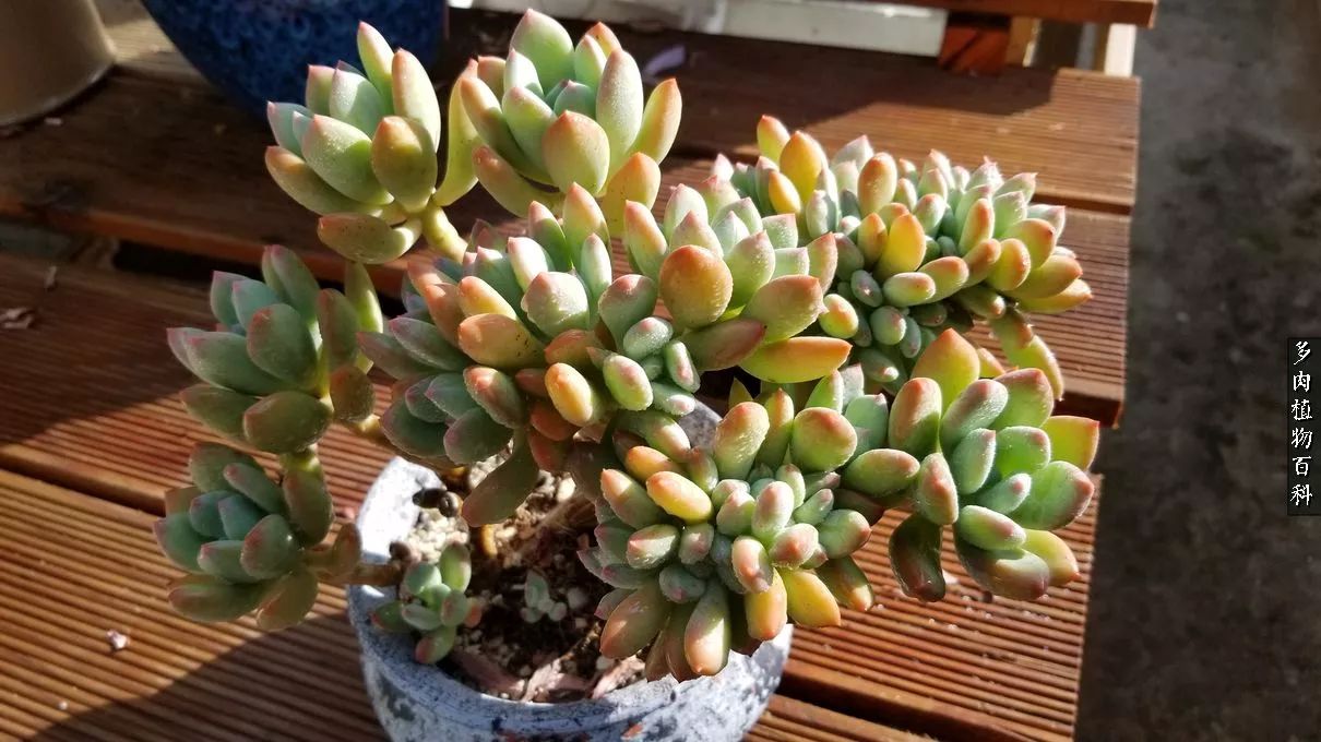 什么元素可以促进多肉生长,多肉修根喷除菌药