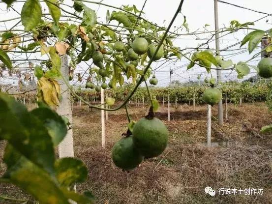 江冰：清远大山，有一种美丽你不懂！