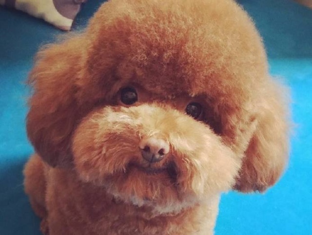 小体泰迪适合新手养,新手养泰迪入门教程