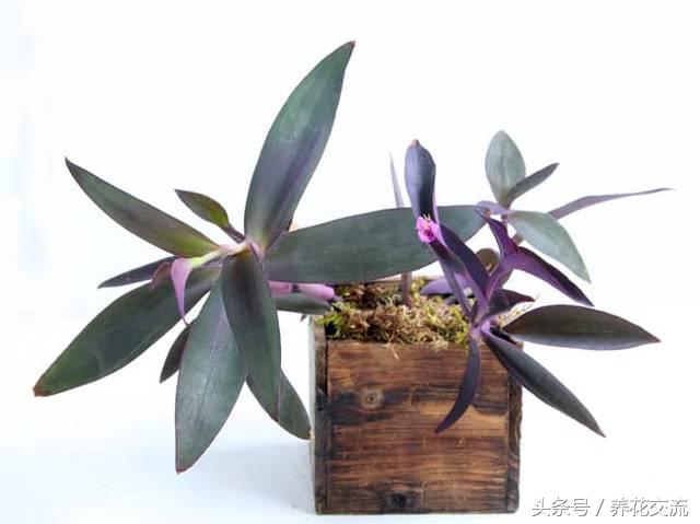 净化室内空气的十大盆栽,适合净化空气好养的绿植