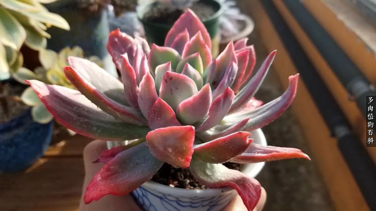 什么元素可以促进多肉生长,多肉修根喷除菌药