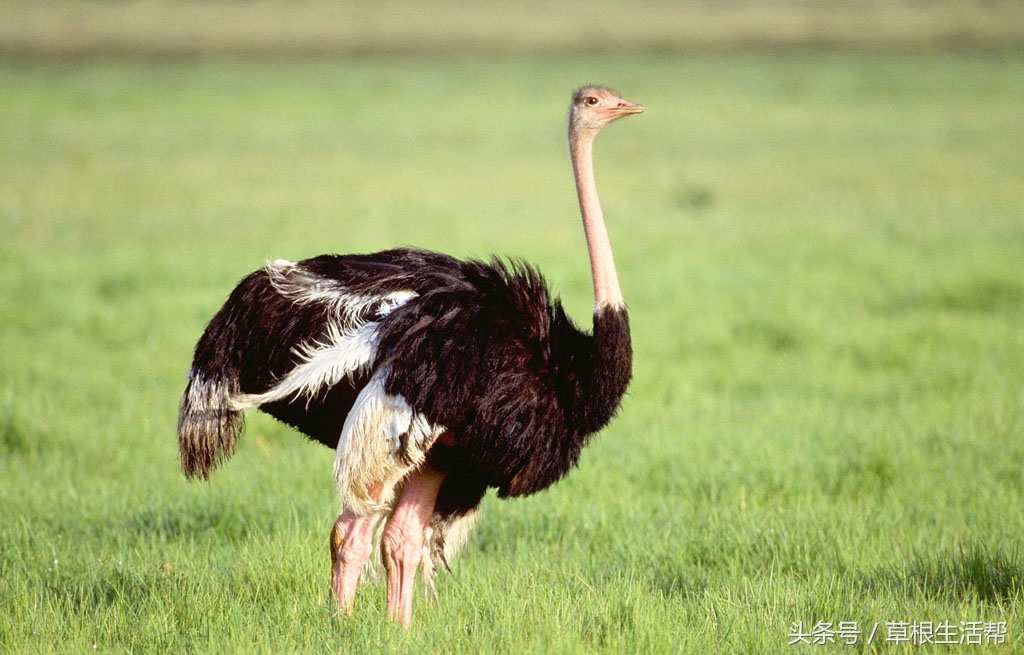 养殖“大笨鸟”，敲开致富门，80后回老家创业成为新一代农场主