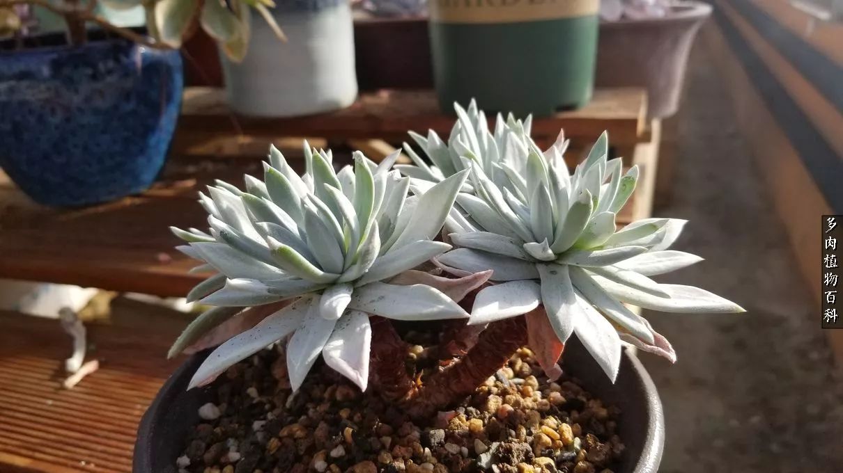 什么元素可以促进多肉生长,多肉修根喷除菌药