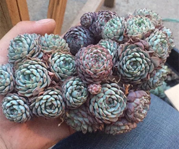 没忍住网购多肉老桩，这样做顺利生根服盆