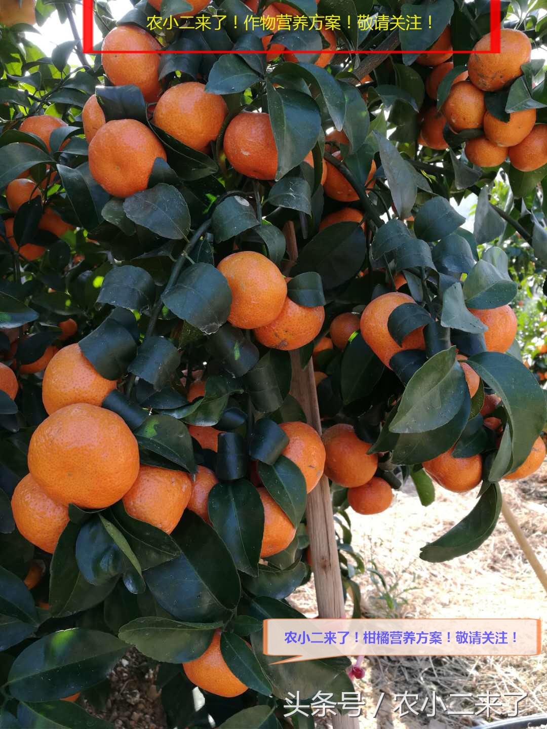 铜制剂？到底是什么东西？有什么用？