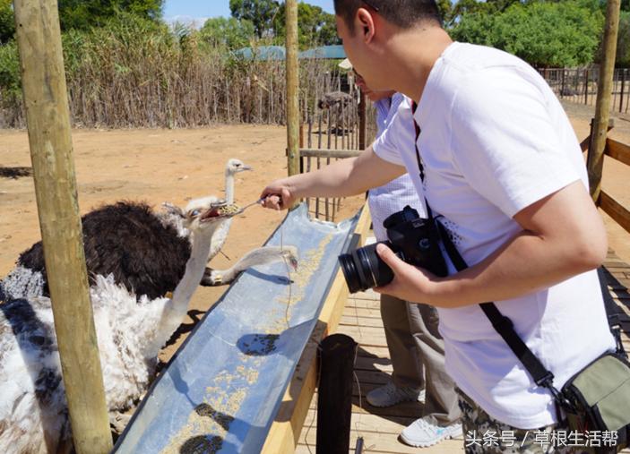养殖“大笨鸟”，敲开致富门，80后回老家创业成为新一代农场主
