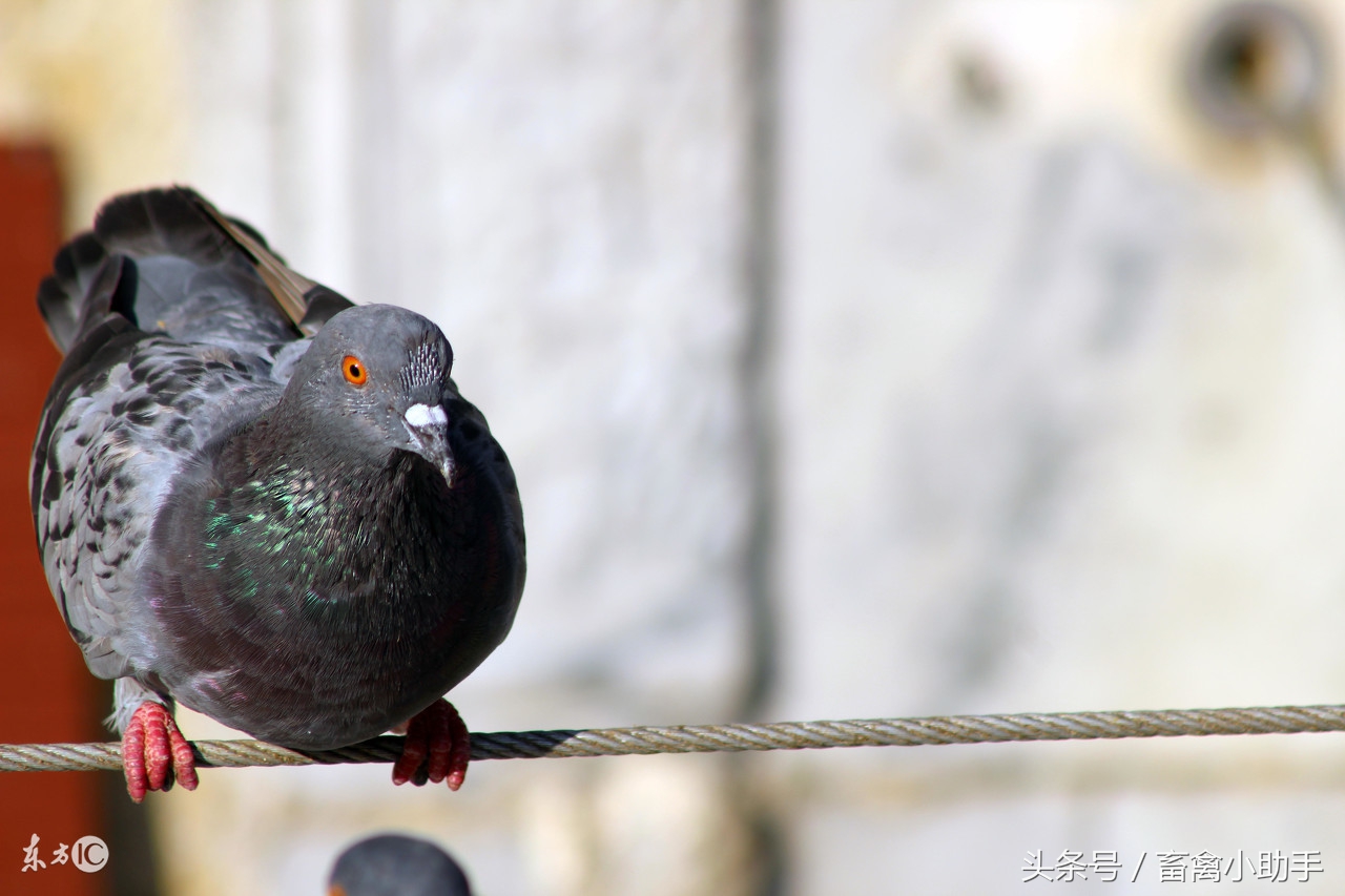 看到前两点，我真服了，鸽界真的有高人
