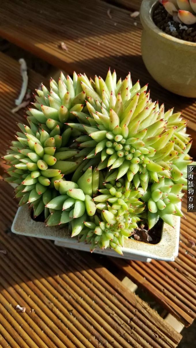 多肉如何养才不损耗杆子的养分,多肉养护修根视频