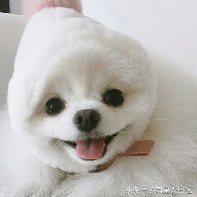 铲屎官小博美视频,小博美有多可爱