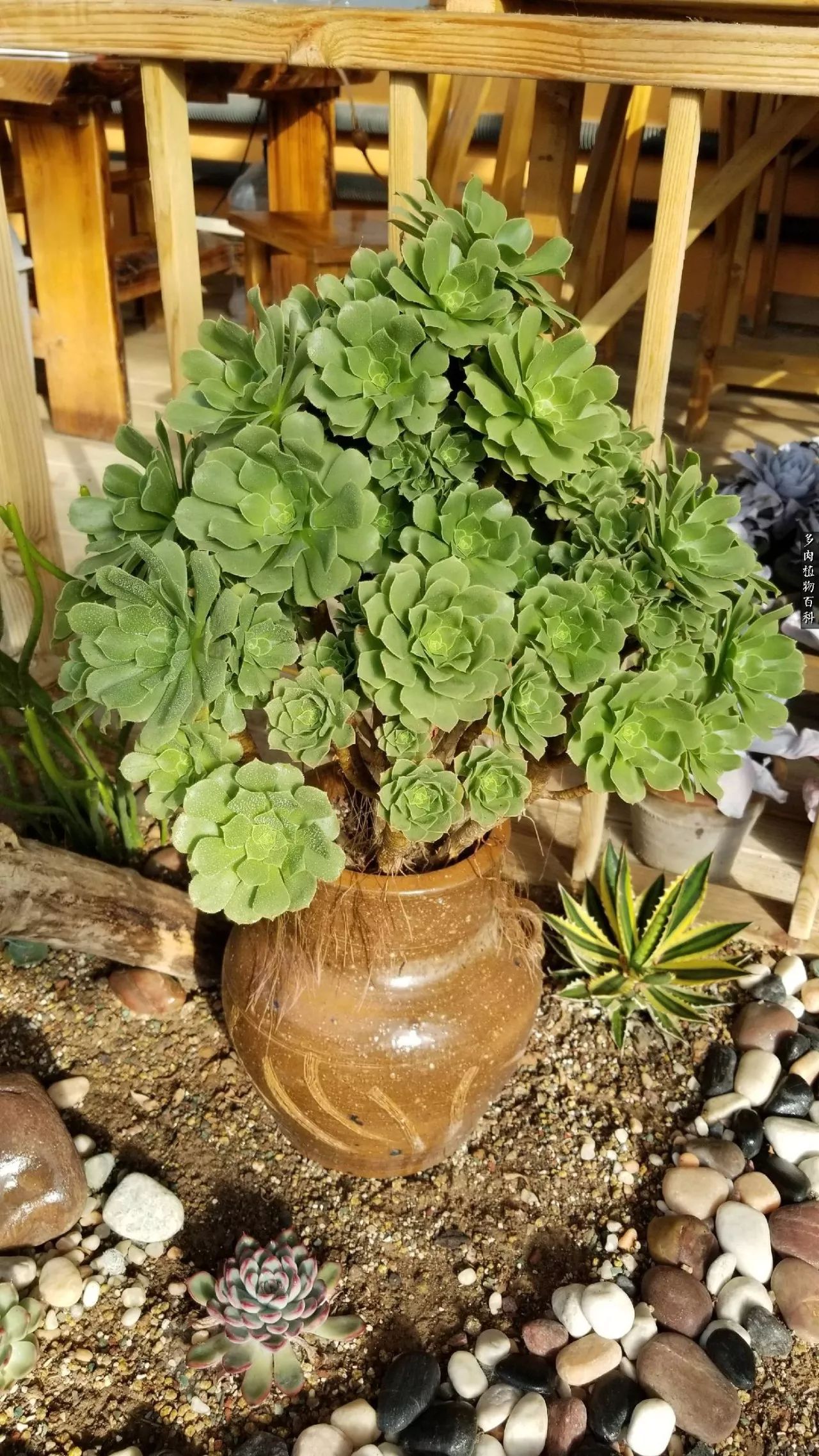 多肉如何养才不损耗杆子的养分,多肉养护修根视频