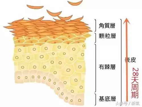 冯小刚钟楚曦苗苗,范冰冰和钟楚曦谁美
