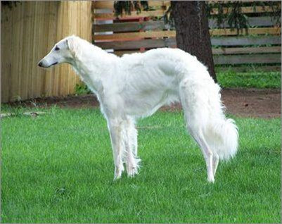 苏俄猎狼饲养,苏俄猎狼犬怎么养