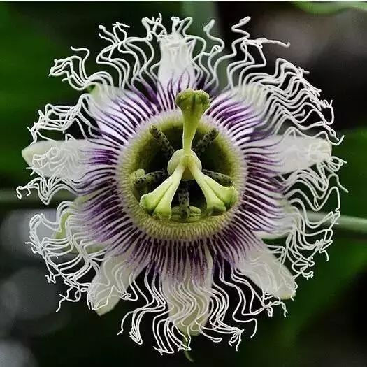 有一种*情迷**岁月叫做百香果