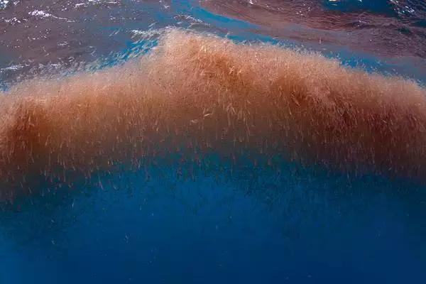 3种常见虾哪种最好吃,特色皮皮虾包括什么虾种