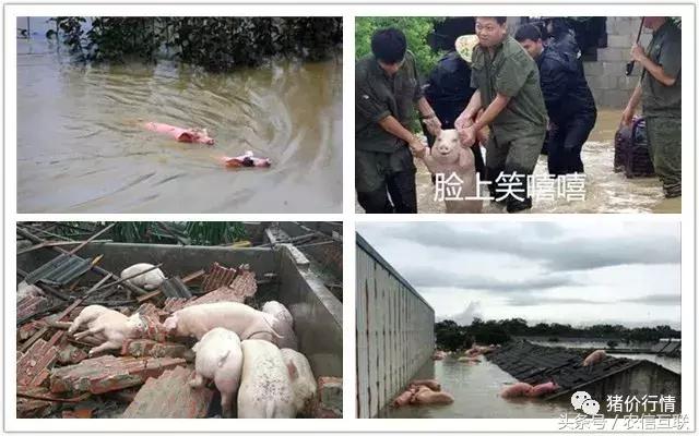 猪业的现状与发展趋势,猪业最新消息