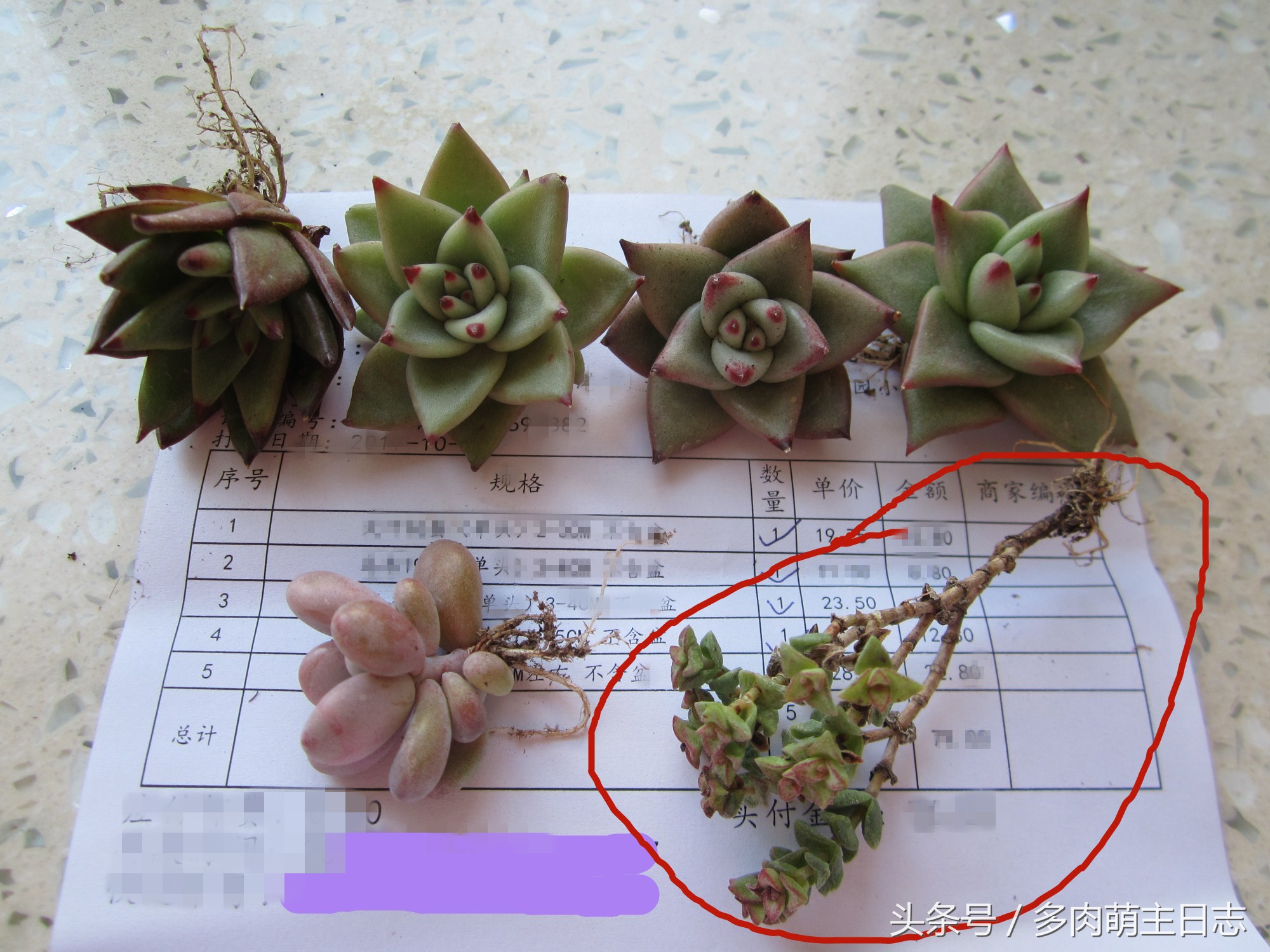 挽救濒临死亡的多肉,如何挽救一株快死的多肉