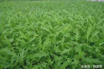 冬闲经济成为农民增收新亮点,冬闲时节人不闲群众就业促增收