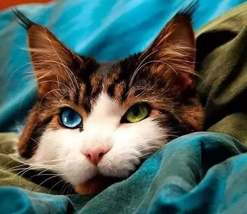 2017猫咪界全球最美面孔颁布了,第四张犹如猫界仙女下凡