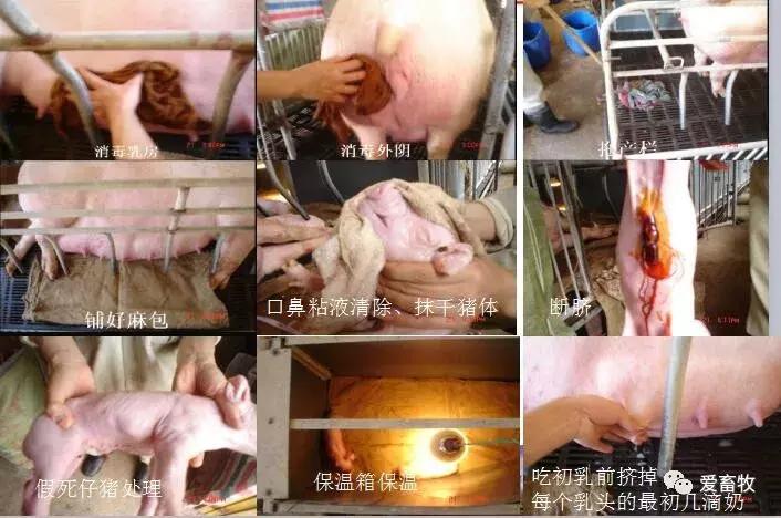 简述母猪分娩接产操作程序,如何进行母猪正常分娩的助产