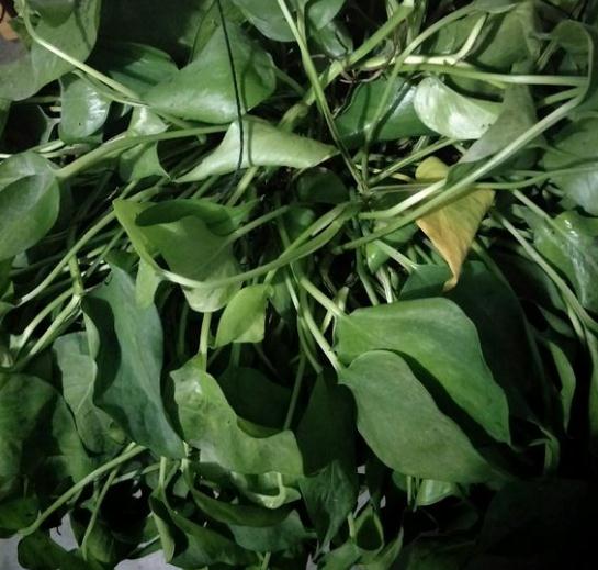 绿萝冬季叶子黄怎么补救,绿萝叶子冬天发黄是什么原因呢