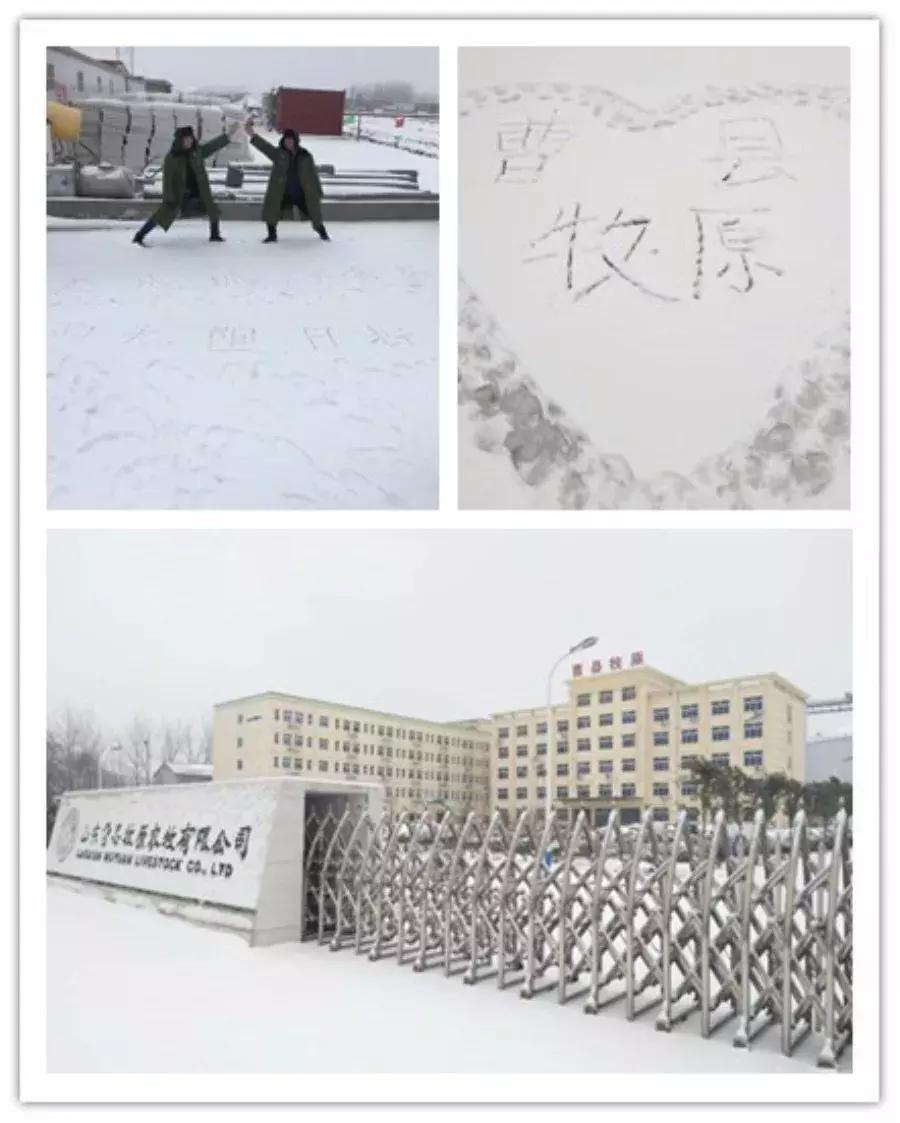 雪中美景雪景,雪中银装素裹美如画