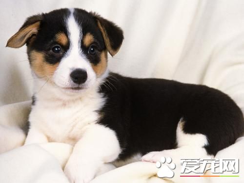 狗狗呕吐怎么办狗狗呕吐腹泻治疗方法