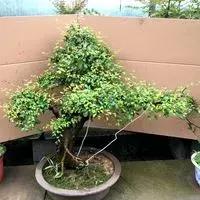 南烛盆景扦插,南烛景观树