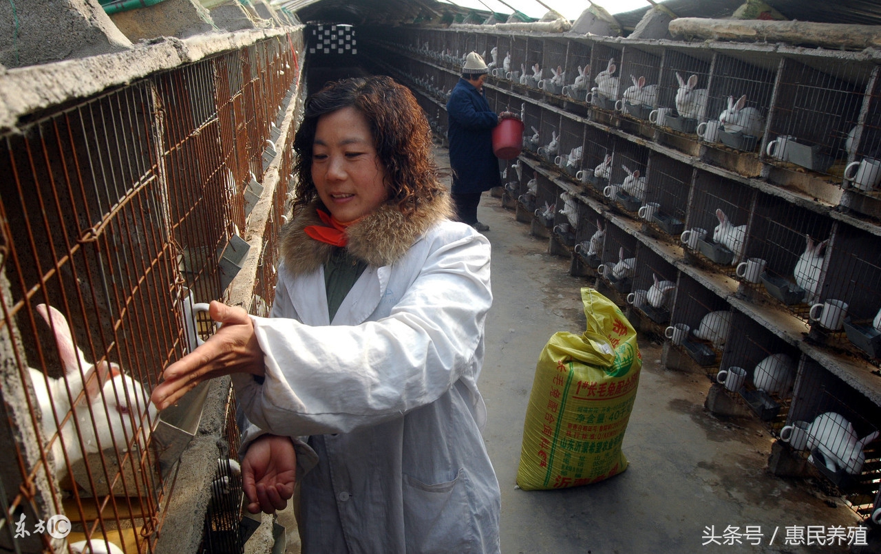 家兔老啃笼怎么办,家兔散养的正确方法