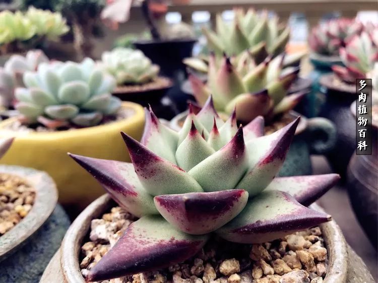 阳光的多肉花园,漂亮的多肉露台花园