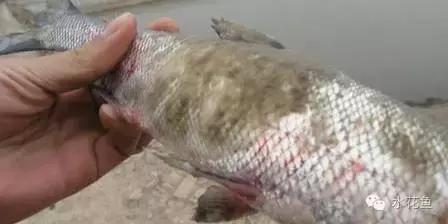 鱼类生病症状图片,天气热鱼塘死鱼是什么原因造成的