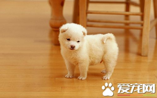 狗狗呕吐怎么办狗狗呕吐腹泻治疗方法