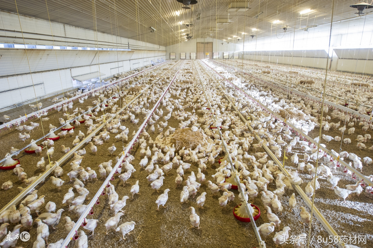 农村养殖最赚钱行业有哪些,在农村适合养殖什么行业最好赚钱