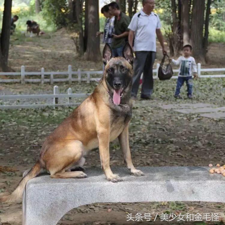 比利时马里努阿犬:拥有超强能力的黑面使者,“马犬”是也