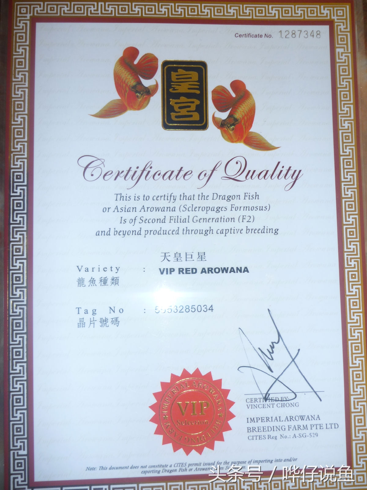 一个娇妻，一双儿女，一缸名贵龙鱼，这才是80后男人应该过的生活