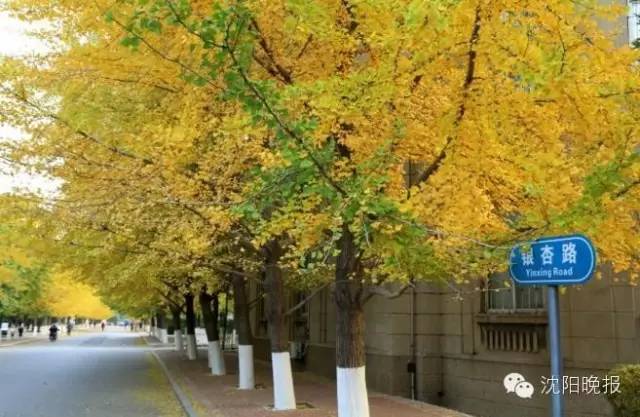 沈阳最漂亮的十大美人,沈阳女孩最漂亮的照片