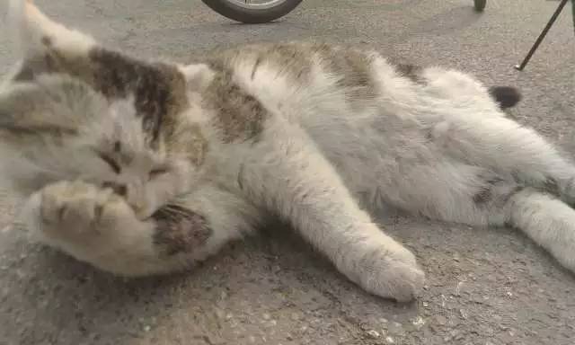 日本人有多恨猫（Excuseme？）