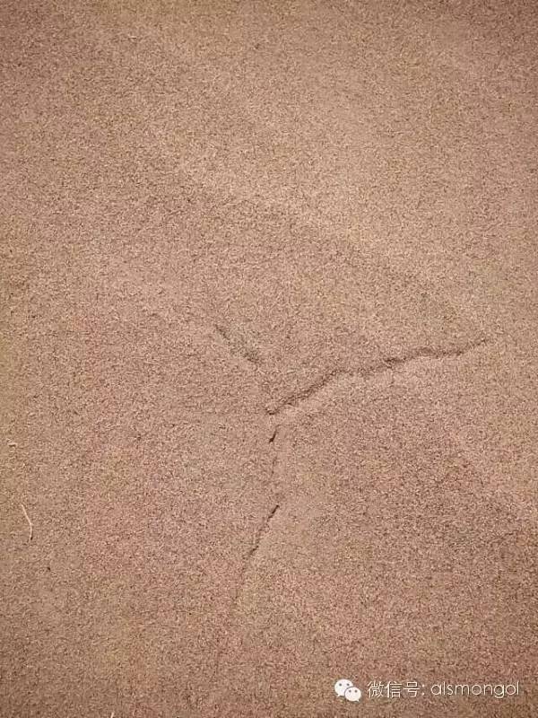 蒙古阿拉善肉苁蓉,阿拉善苁蓉生长在哪儿