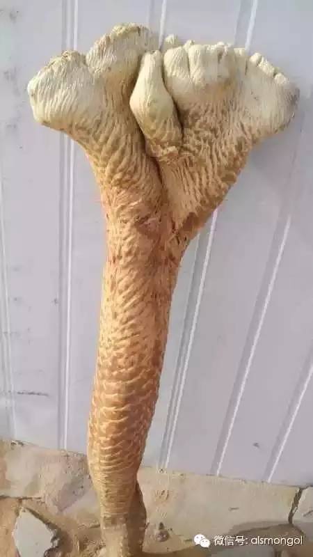 蒙古阿拉善肉苁蓉,阿拉善苁蓉生长在哪儿