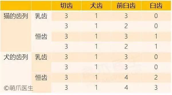 犬猫牙齿生长周期,猫咪狗狗为什么生的不同种类