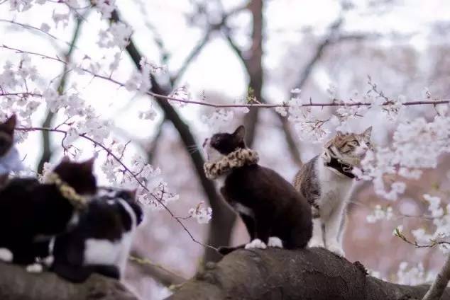 日本人有多恨猫（Excuseme？）
